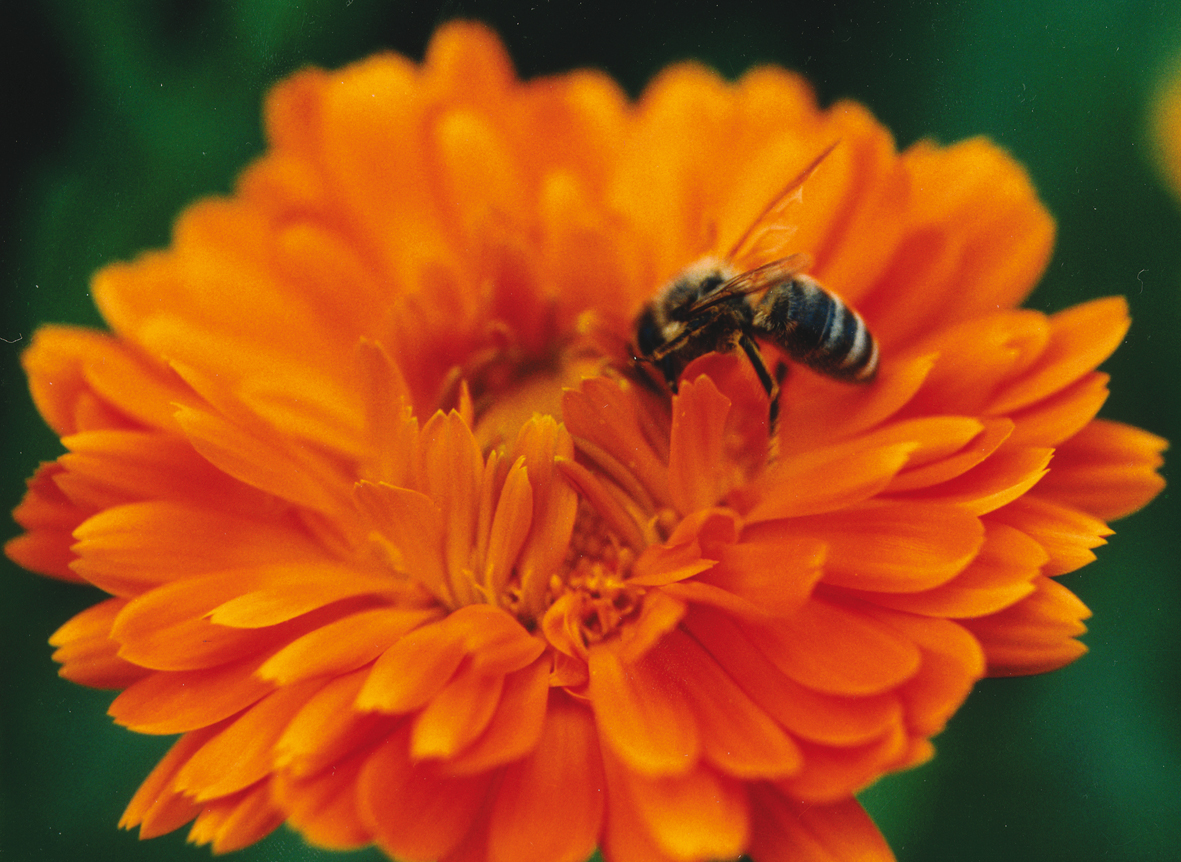 Biene auf Ringelblume