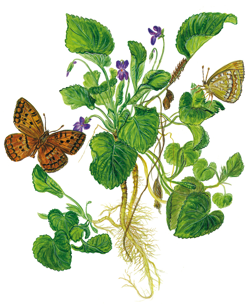 Veilchen mit Schmetterlingen