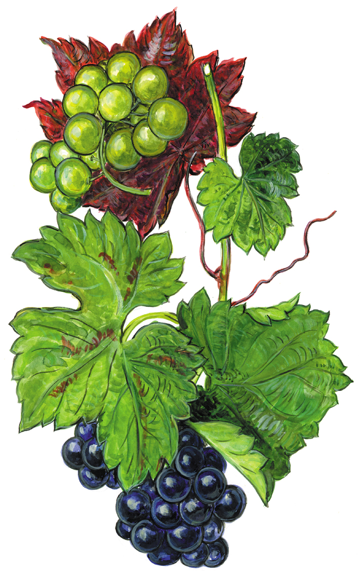Weintrauben rot und grün