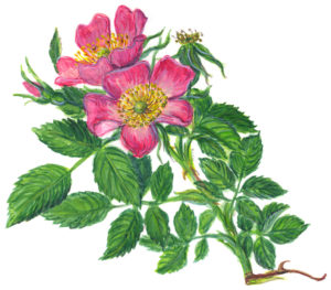 Heckenrosenblüten