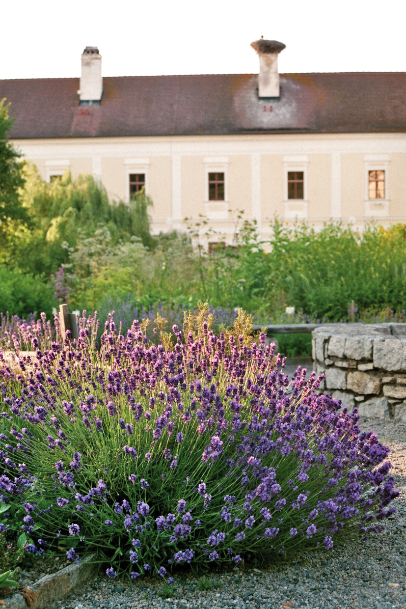 Lavendel Stift Geras