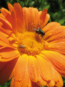 Ringelblumenbluete mit Fliege und Tau