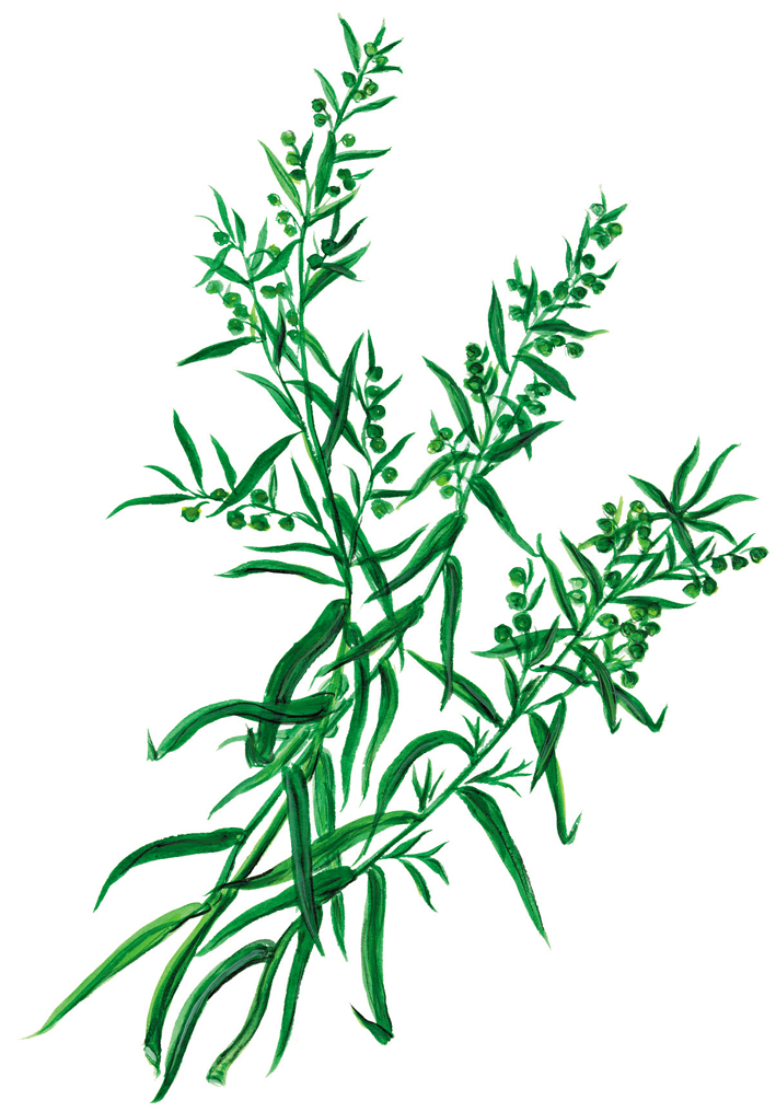 Estragon