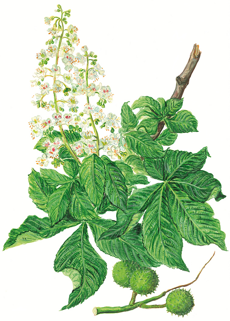 Rosskastanienblüten
