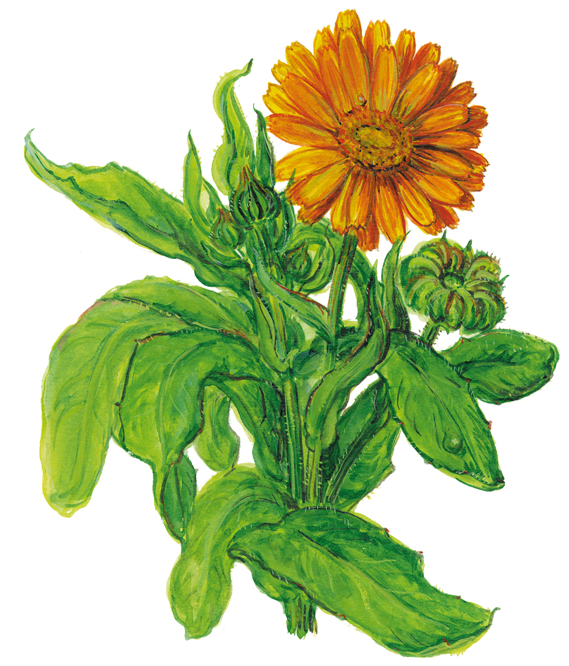 RIngelblume