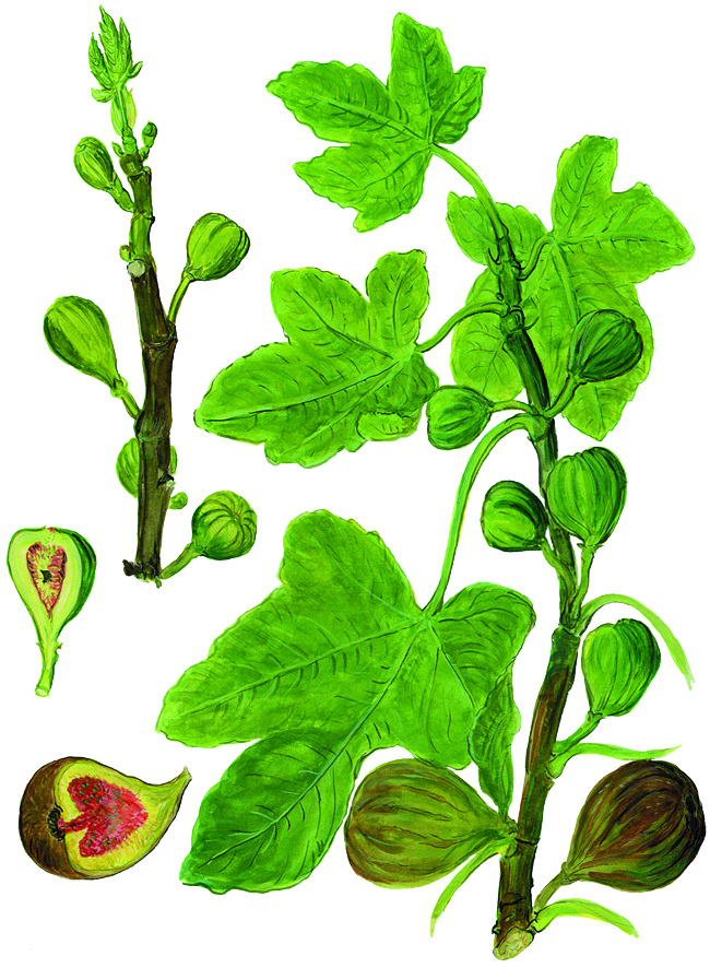 Feigen