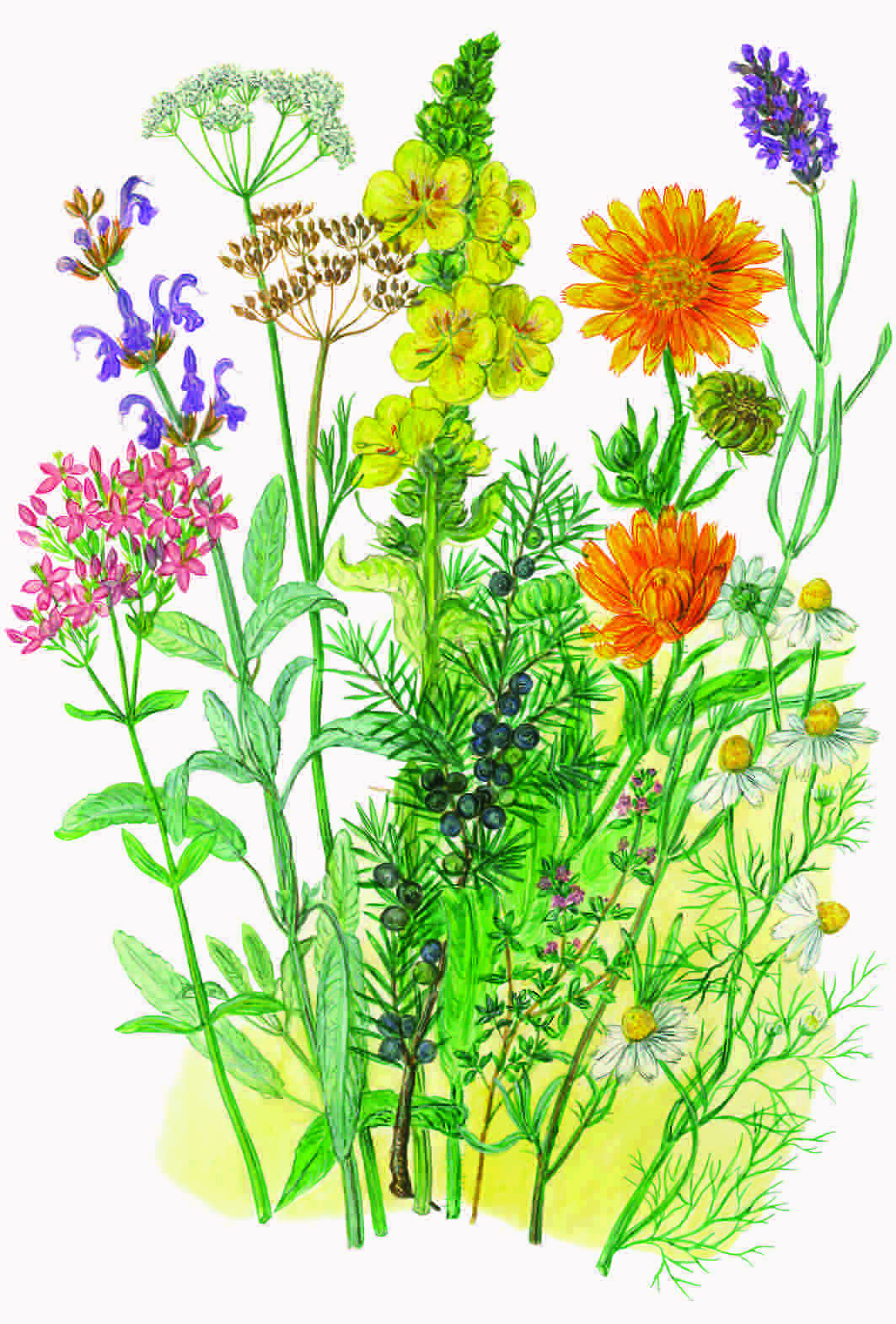 bunter Kräuterstrauß mit Ringelblume und Königskerze