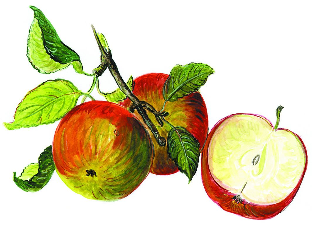 Apfel