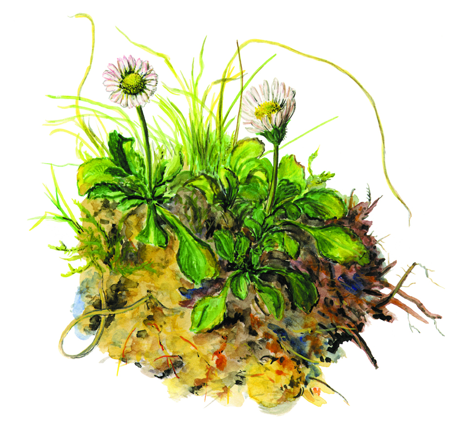 Gänseblümchen