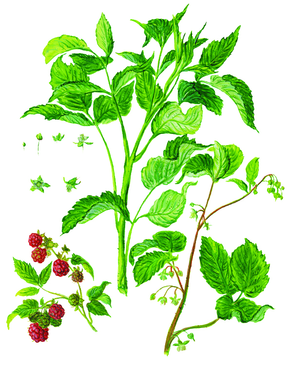 Himbeere