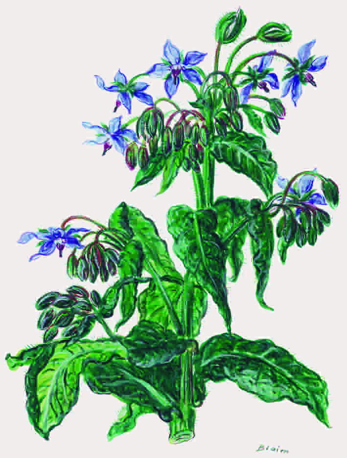 Borretschzweig