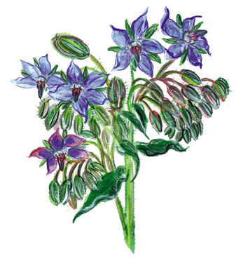 Borretsch