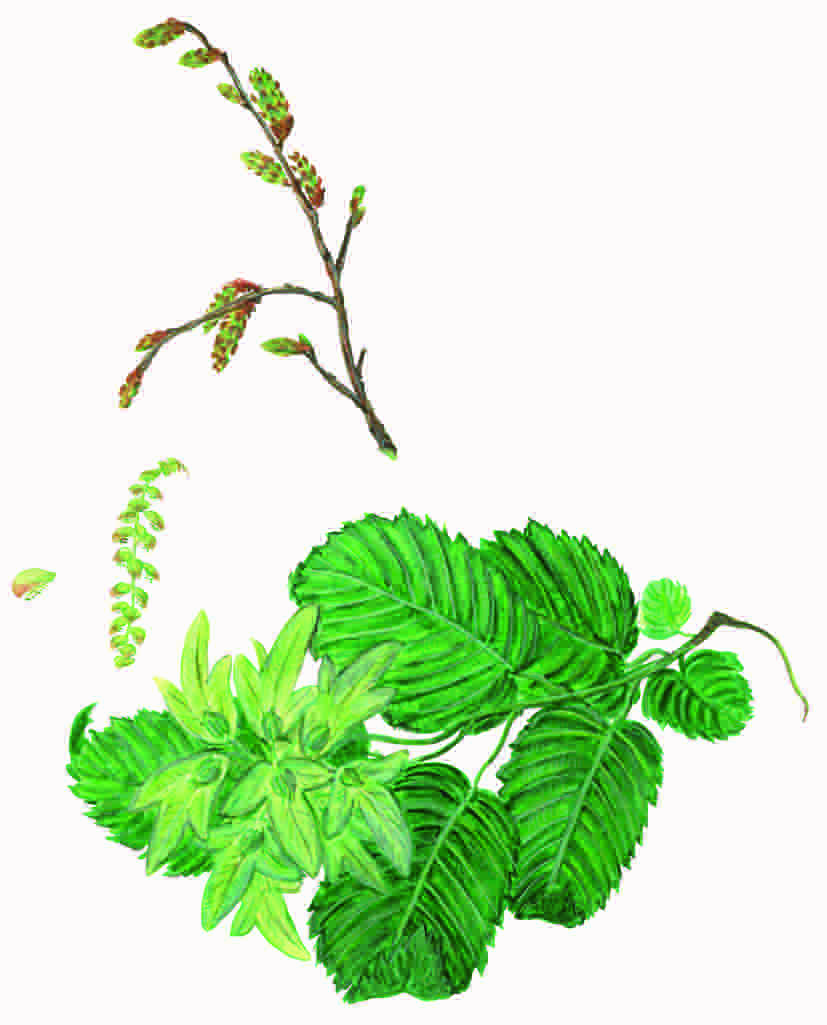 Hainbuche