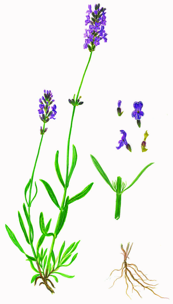 Lavendel