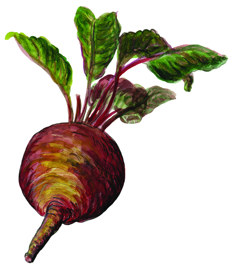 Rote Rübe