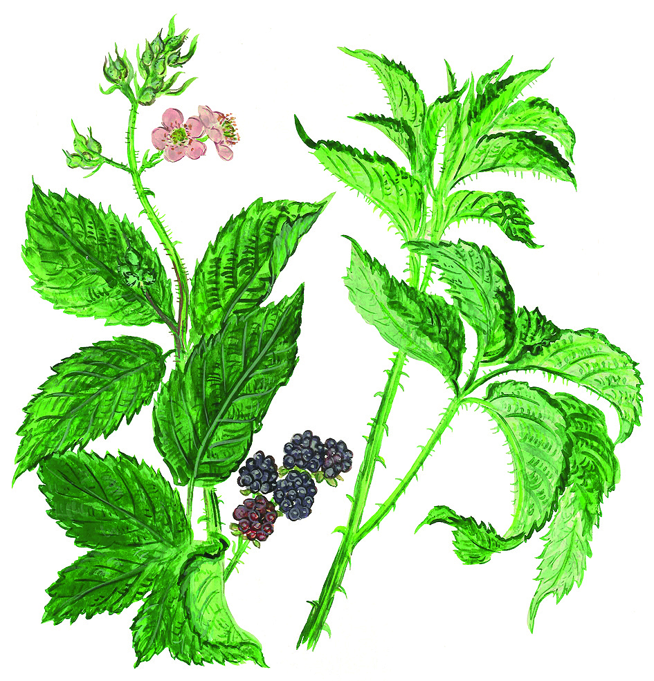 Brombeere
