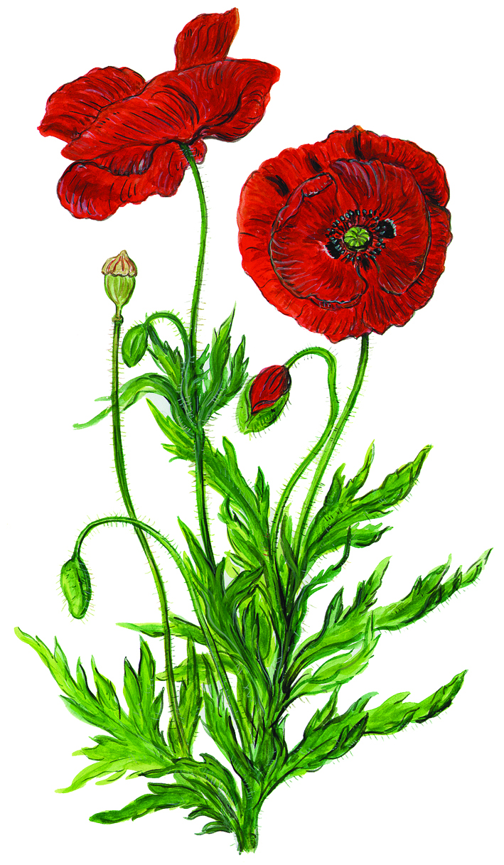 Klatschmohn