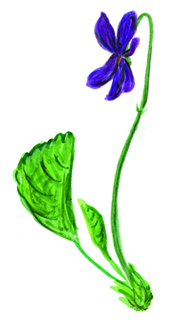 Veilchenblüte