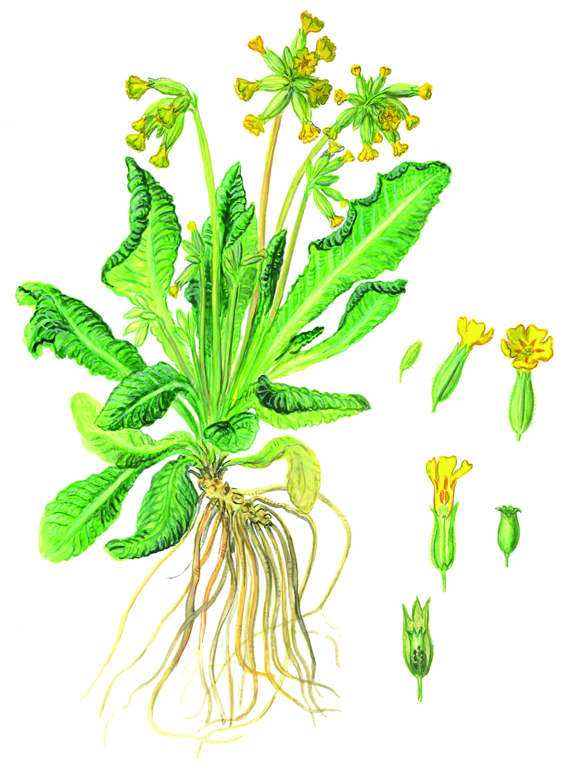 Schlüsselblume mit Details