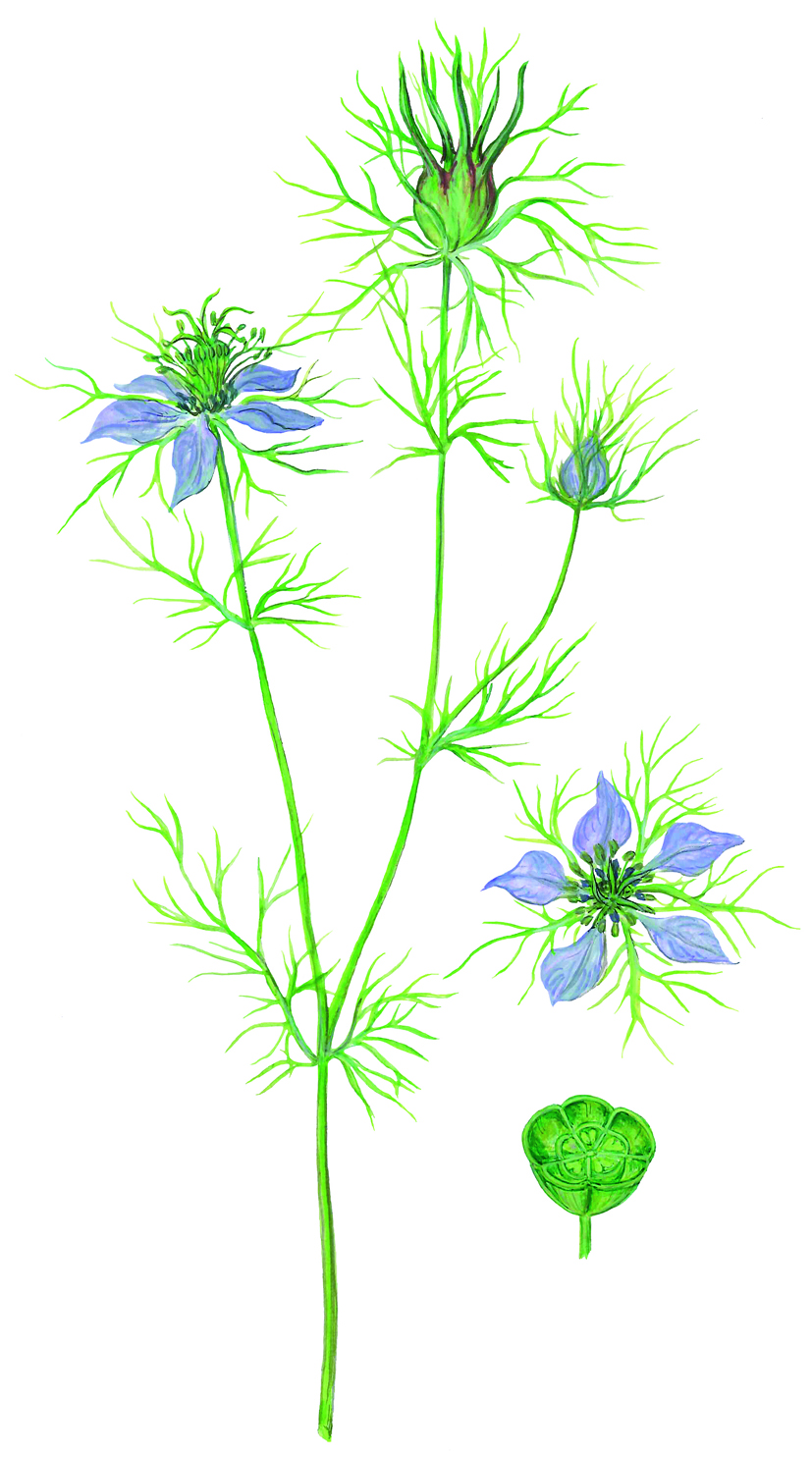 Schwarzkümmel