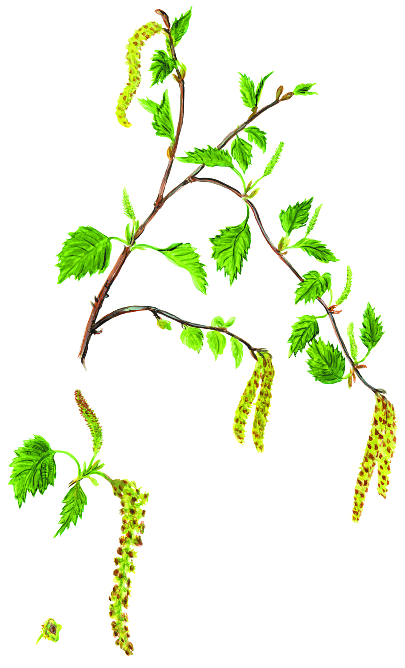 Birkenblätter und Blüten