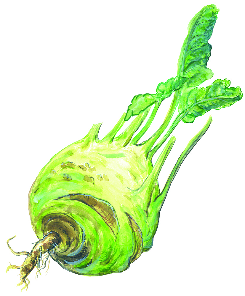 Kohlrabi