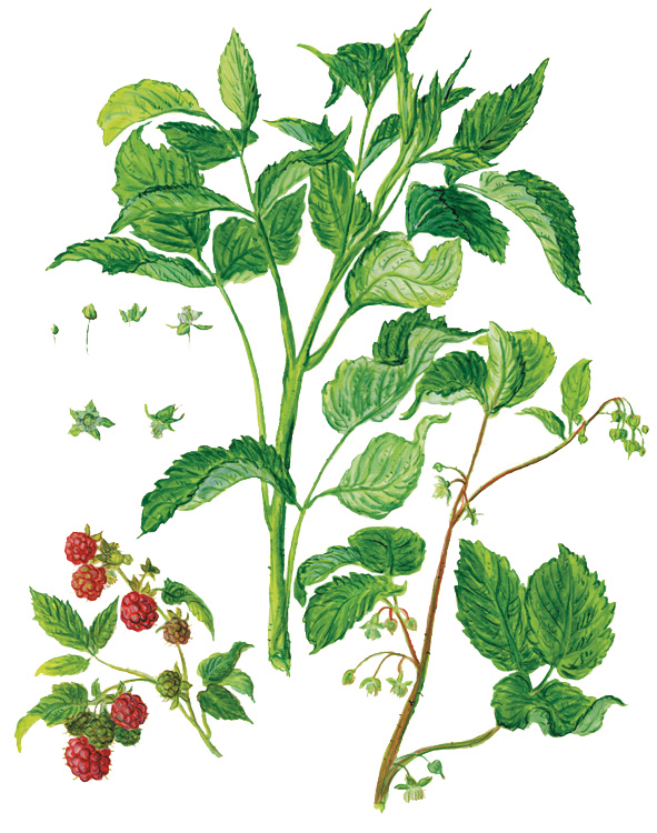 Himbeertriebe und Früchte