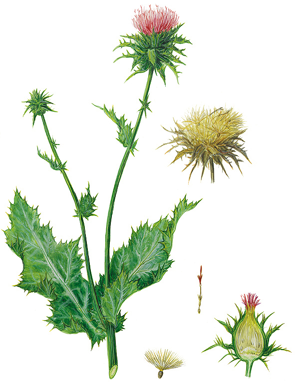 Mariendistel mit Details