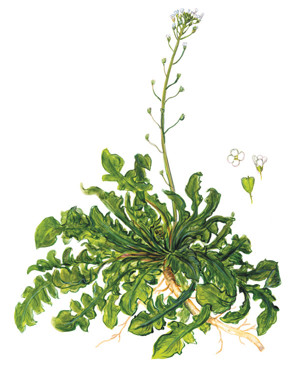 Hirtentäschel (Capsella bursa-pastoris)