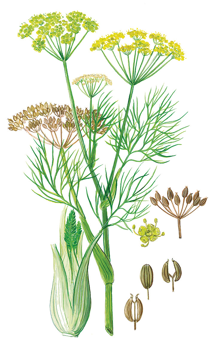Fenchel (Foeniculum vulgare)