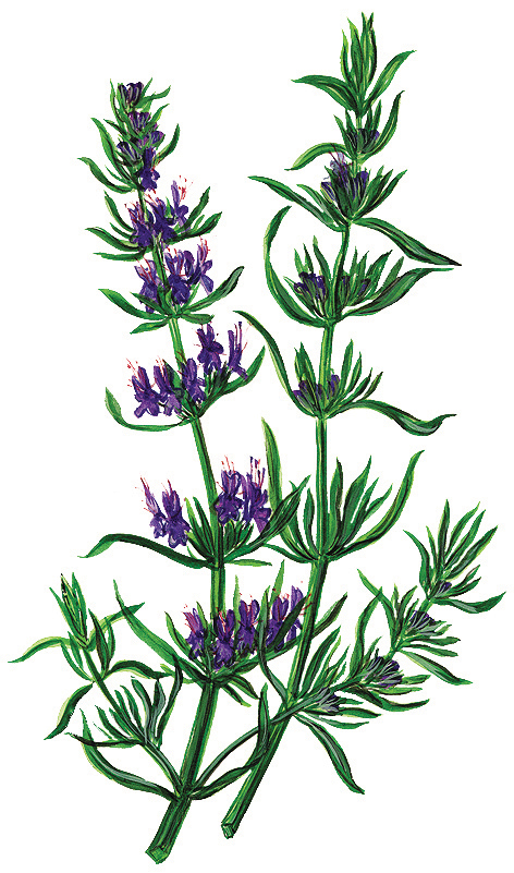 Ysop (Hyssopus officinalis)