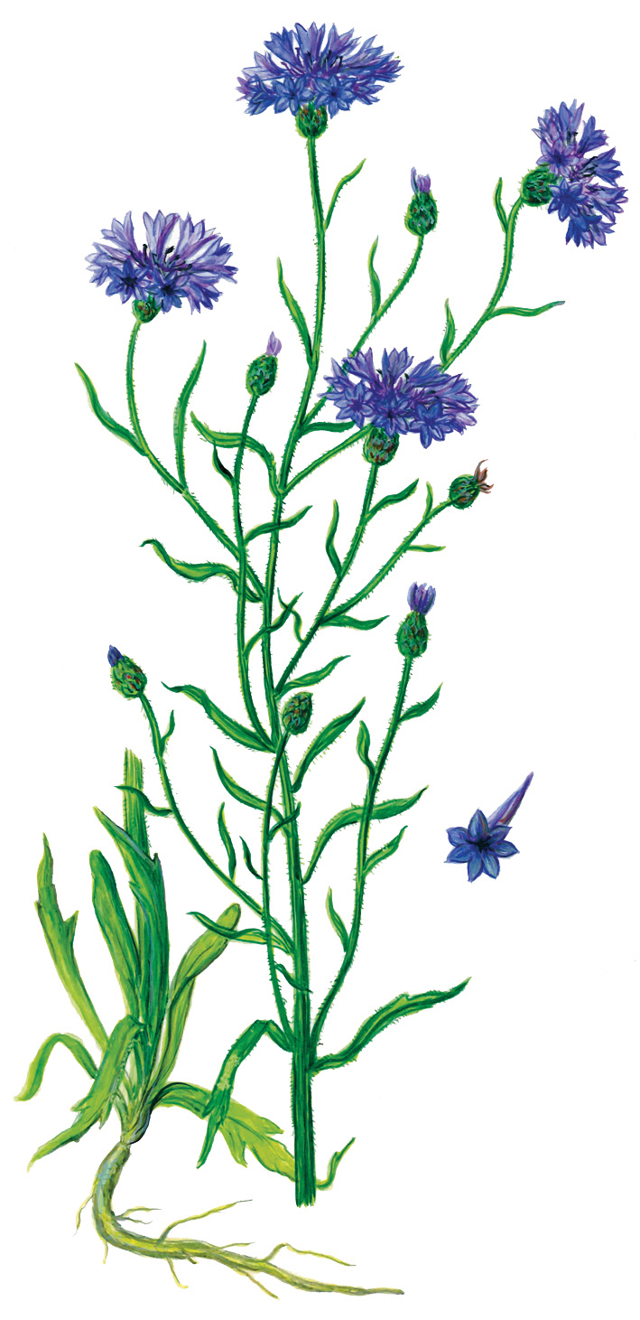 Kornblume (Centaurea cyanus)