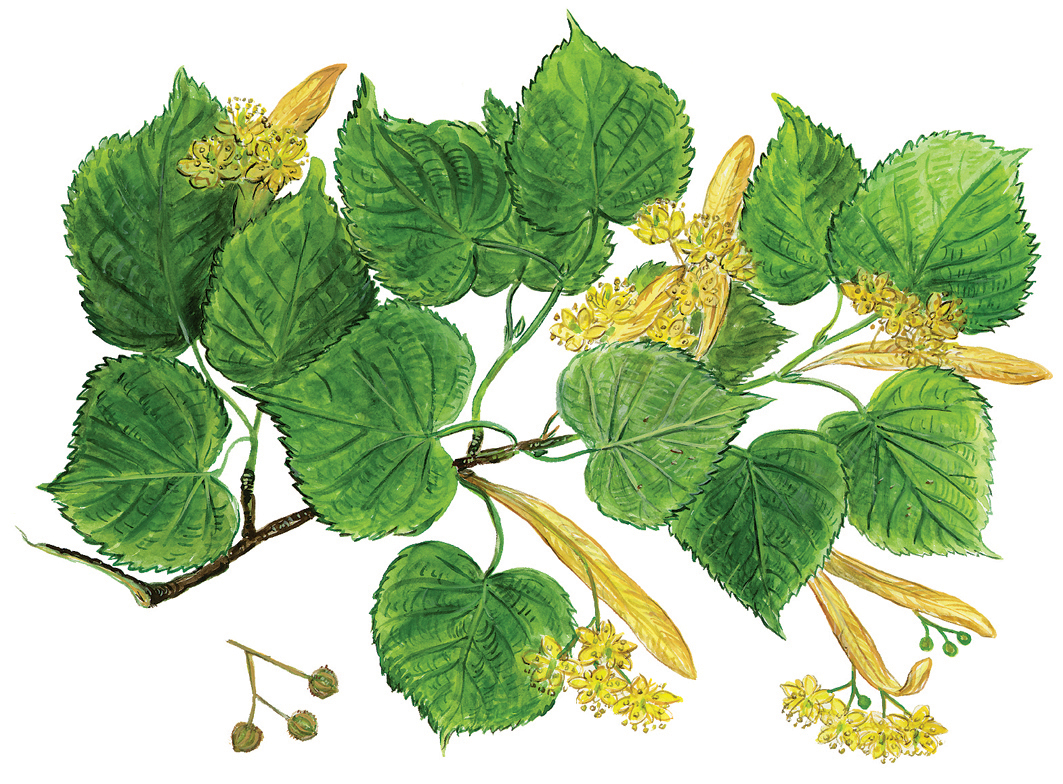Lindenblütenzweig (Tilia)