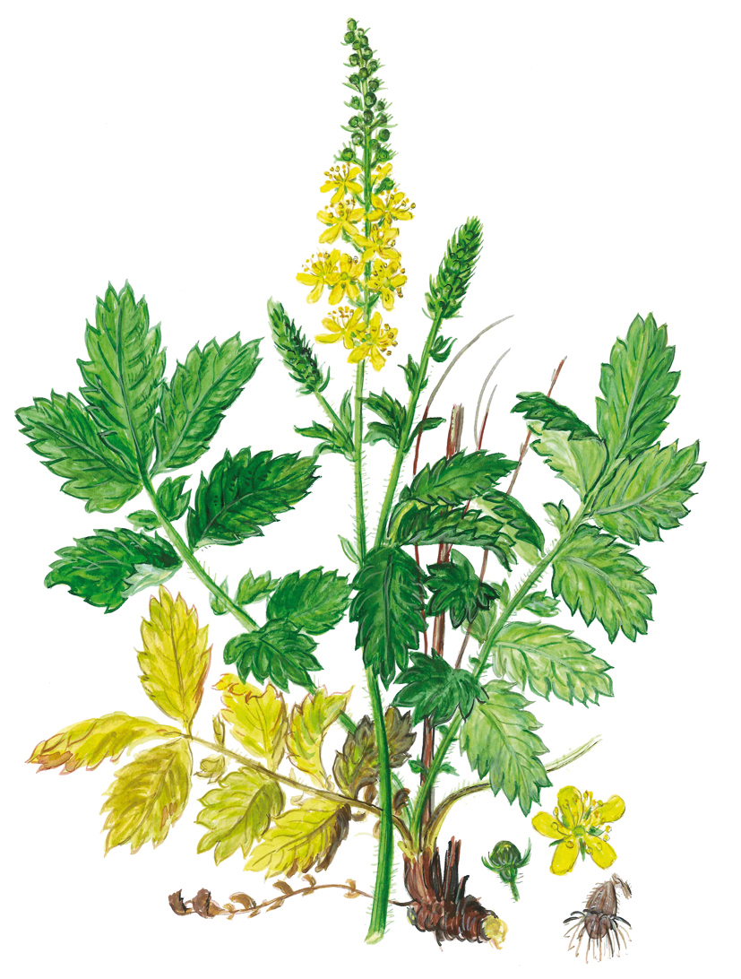 Odermennig (Agrimonia eupatoria)