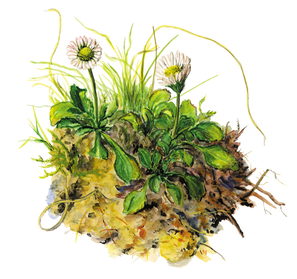 Gänseblümchen (Bellis perennis)