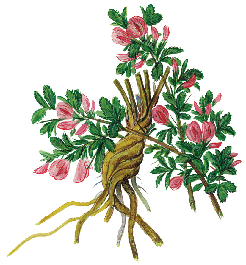 Dornige Hauhechel (Ononis spinosa)