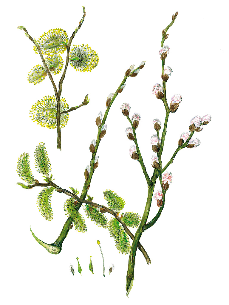 Weidenkätzchen und Blüten (Salix)