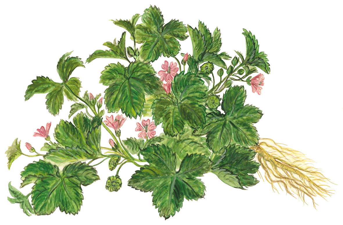 Käsepappel (Malva neglecta)