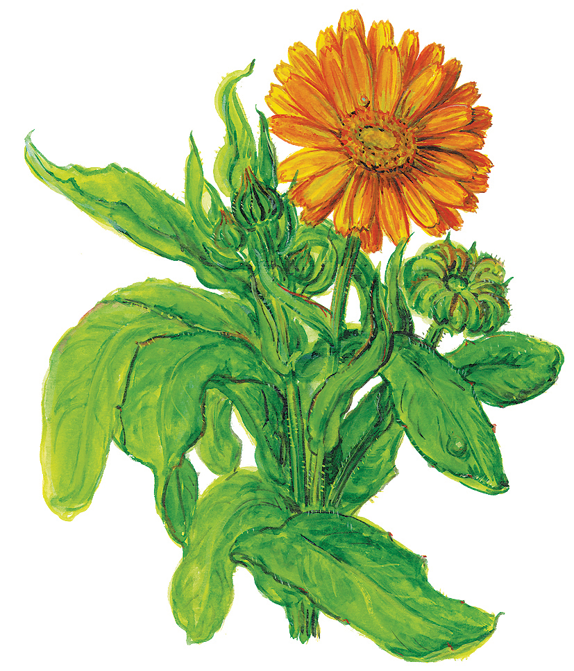 Ringelblume (Calendula officinalis)