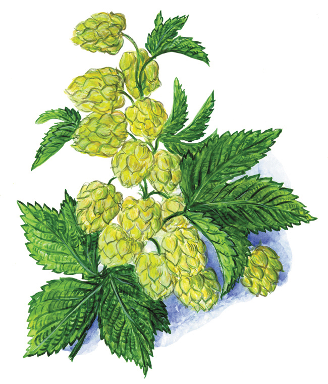 Hopfen (Humulus lupulus)