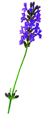 Lavendel-Blütenzweig (Lavandula angustifolia)