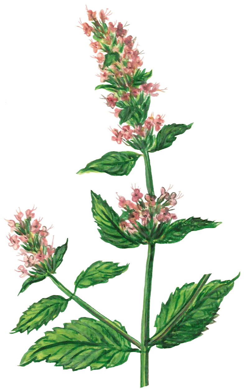 Pfefferminze, Blütenzweiglein (Mentha piperita)