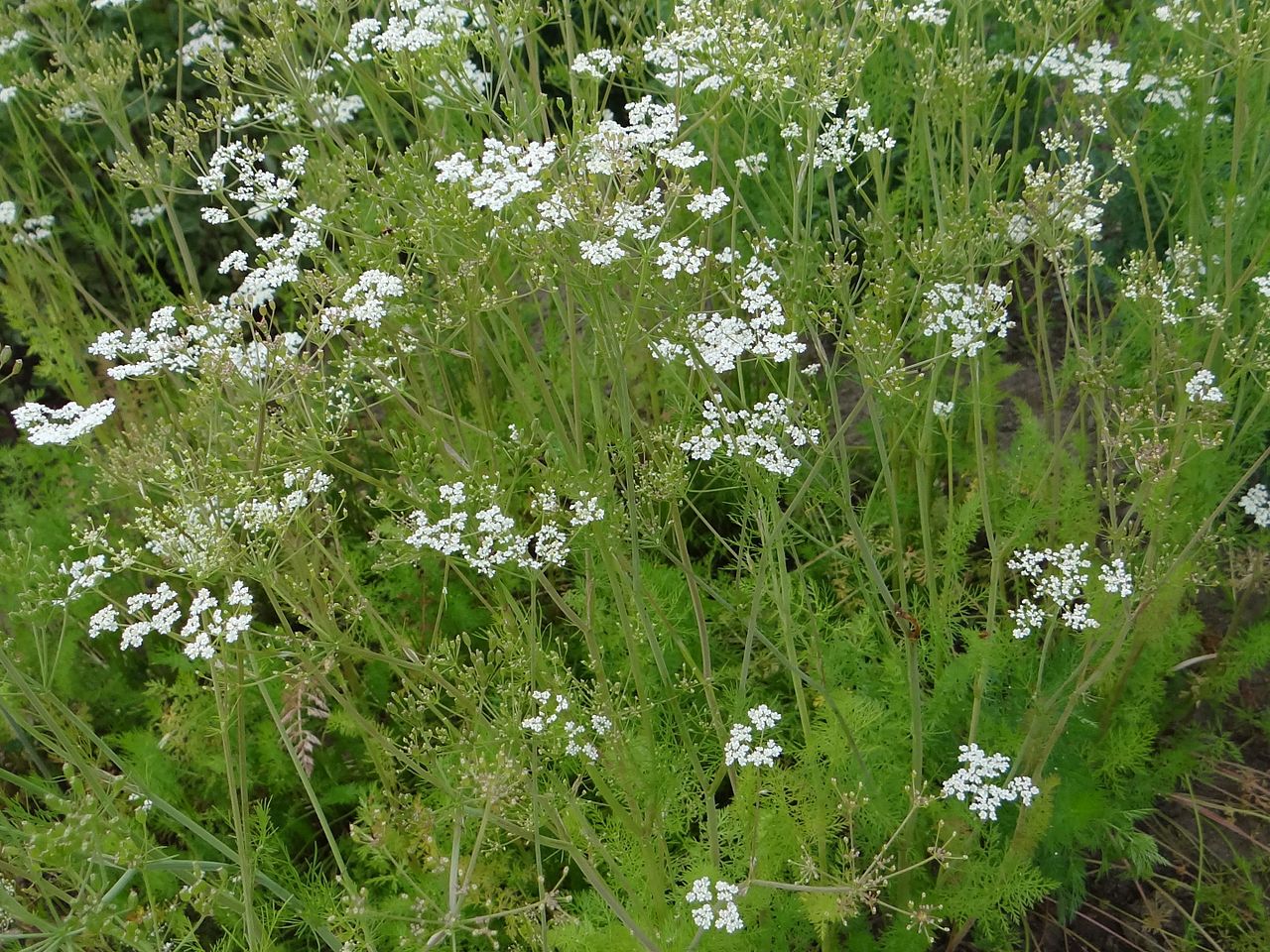 Kümmel (Carum carvi)