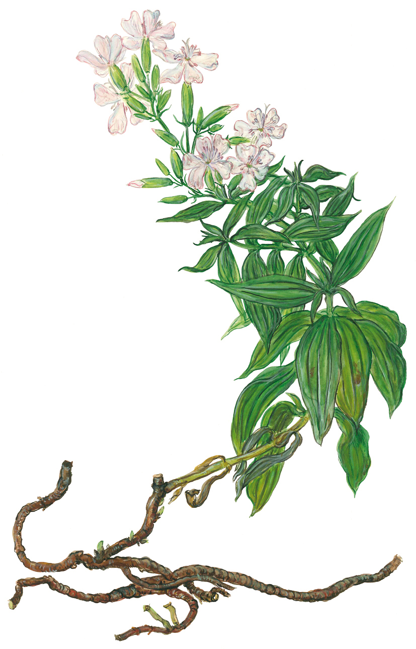 Seifenkraut (Saponaria officinalis)