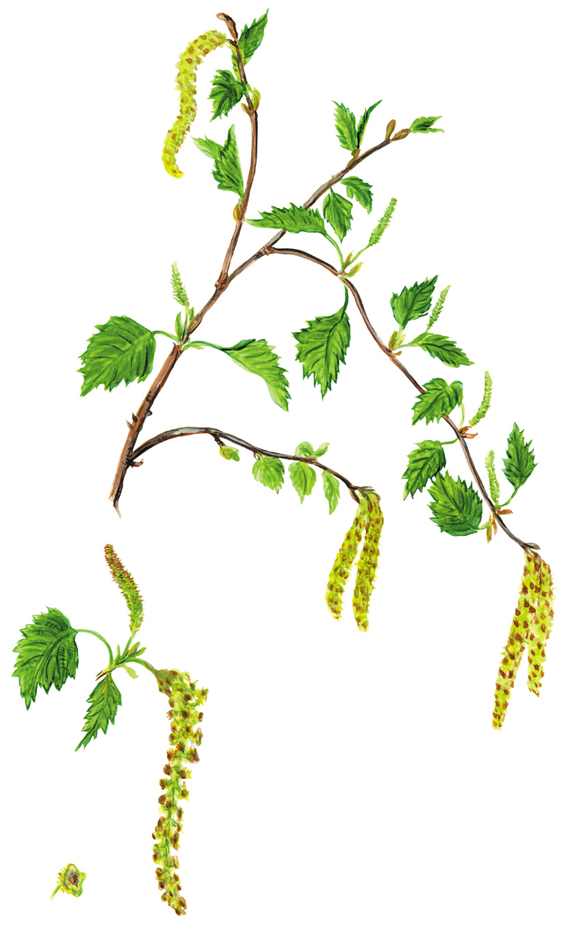 Birkenzweige mit Blättern und Blüten (Betula pendula)