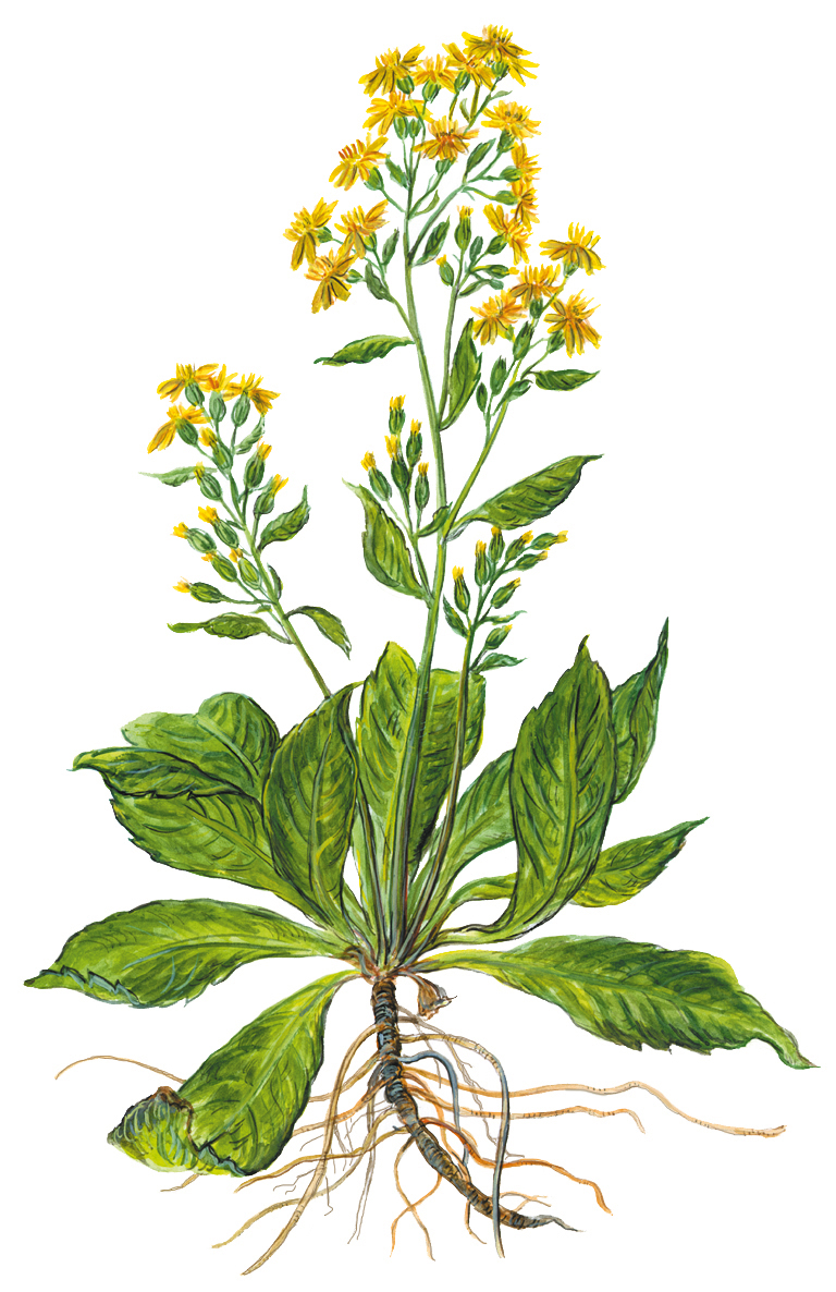Echte Goldrute (Solidago virgaurea)