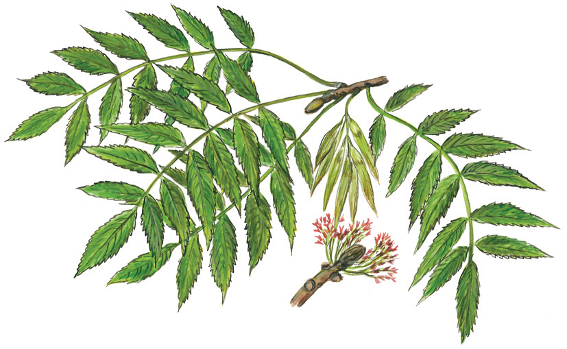 Eschenzweig mit Blüten und Früchten (Fraxinus excelsior)