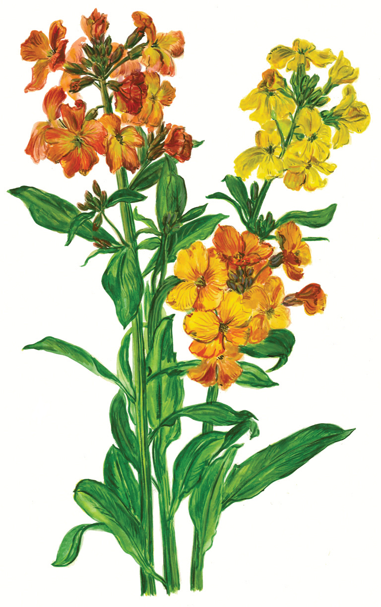 Goldlack (Erysimum cheiri)