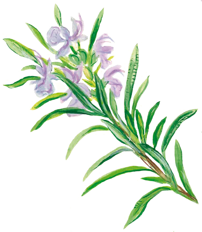 Rosmarinzweig (Rosmarinus officinalis)