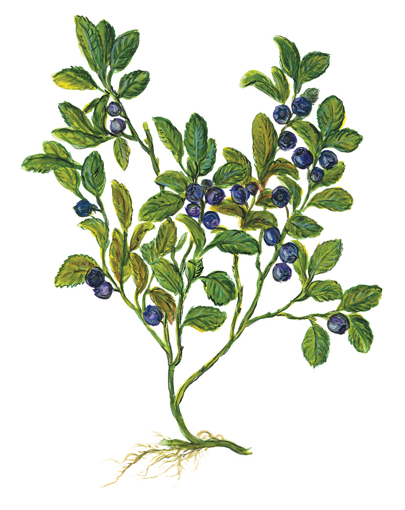 Heidelbeerstaude mit Früchten (Vaccinium myrtillus)